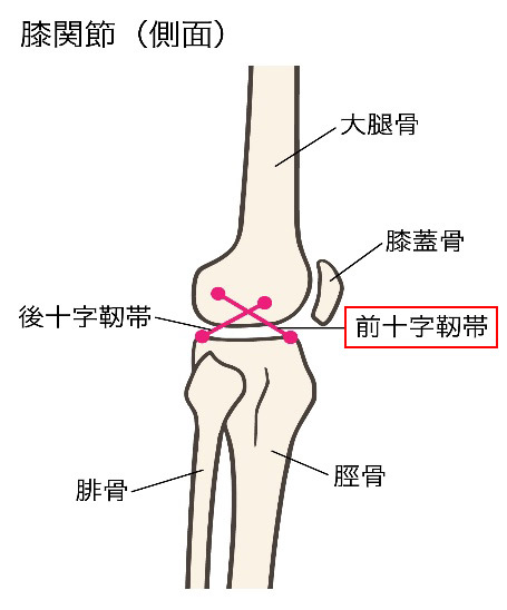 前十字靭帯損傷のイメージ画像
