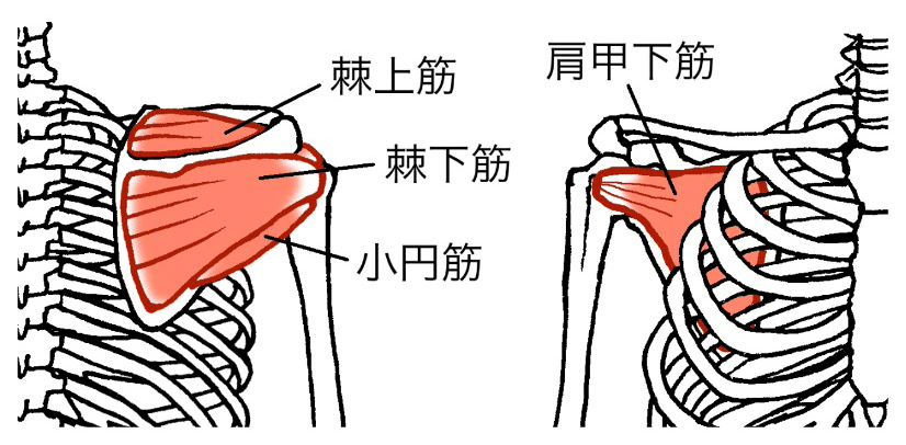 肩腱板断裂（かたけんばんだんれつ）のイメージ画像
