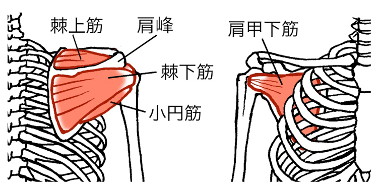 肩峰下インピンジメント症候群（けんぽうかいんぴんじめんとしょうこうぐん）のイメージ画像